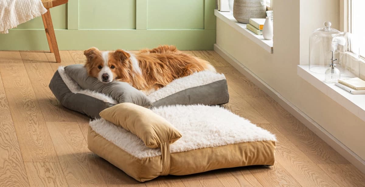 Das richtige Hundebett finden