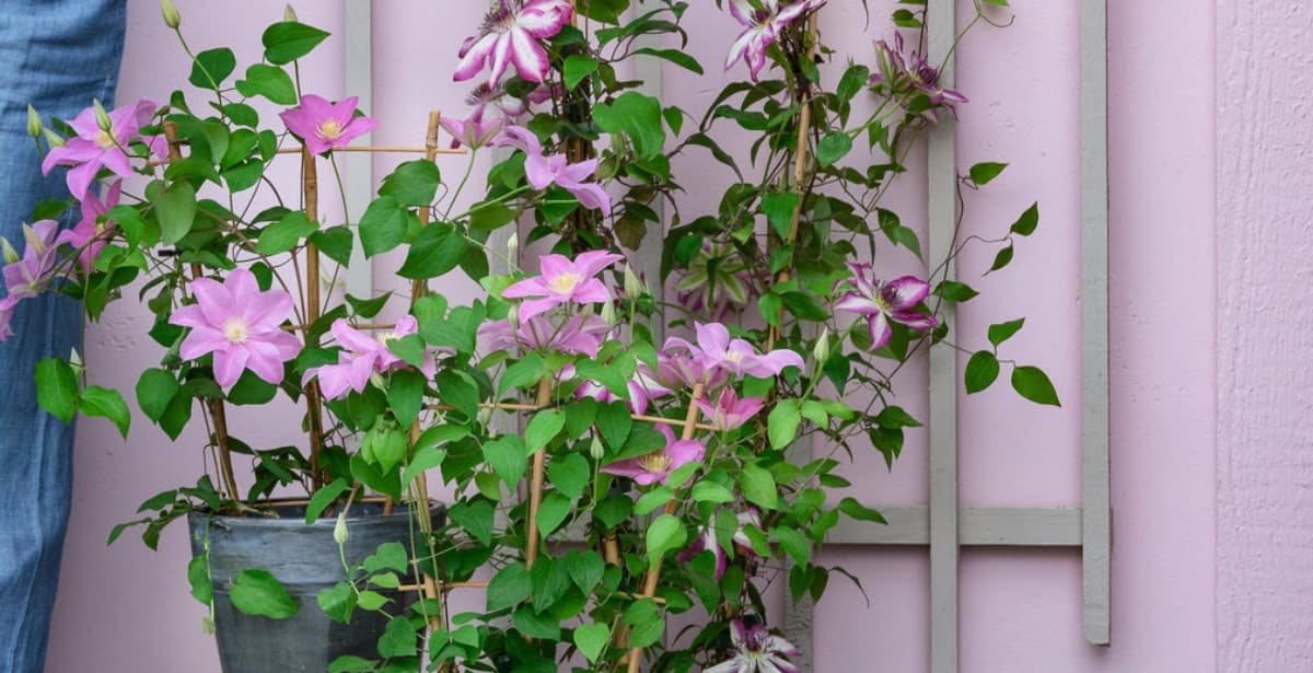 Optimale Bedingungen für gesunden Wuchs