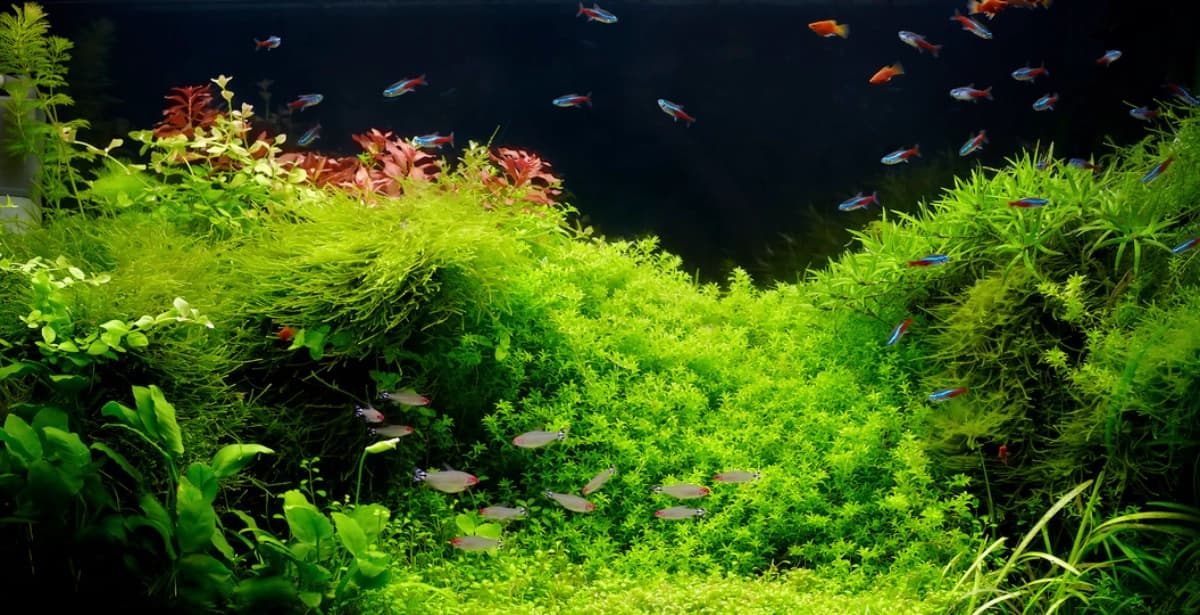 Schönheit und Balance für Ihr Aquarium