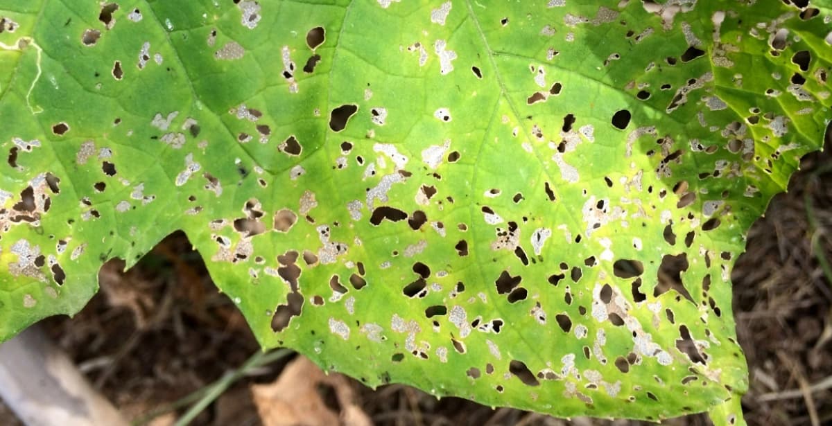 Bekämpfung der Schrotschusskrankheit