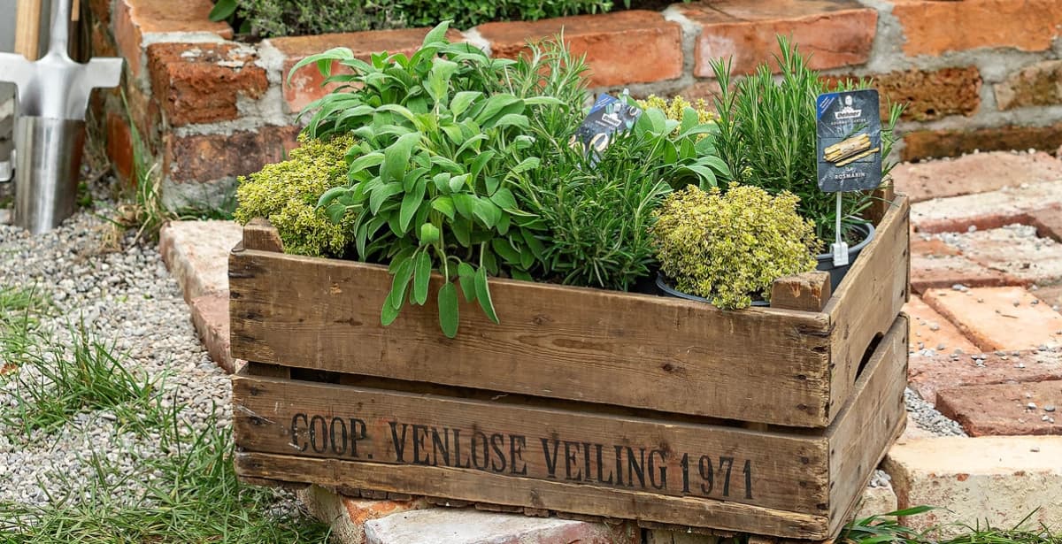 Frische Kräuter aus eigenem Anbau