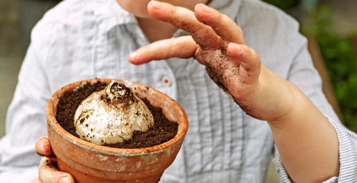 Perfekt bepflanzt: Die richtigen Töpfe für Ihre Blumenzwiebeln