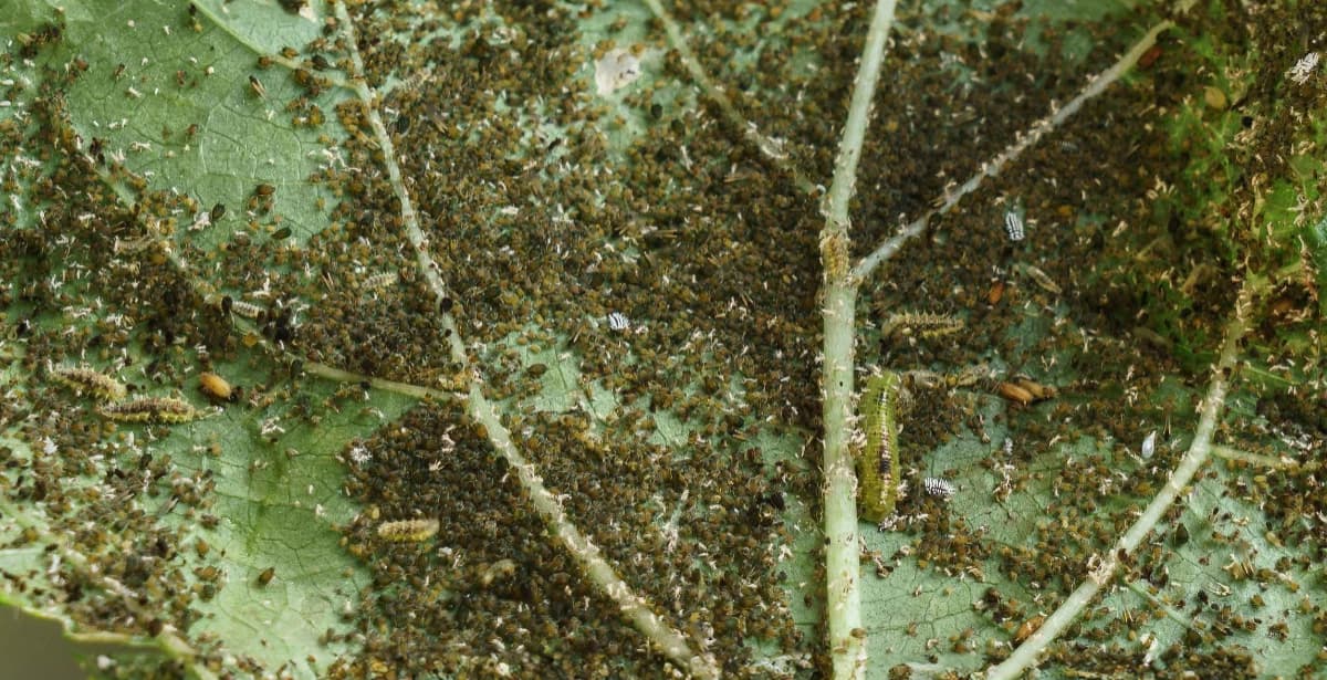 Bekämpfung der Thripse