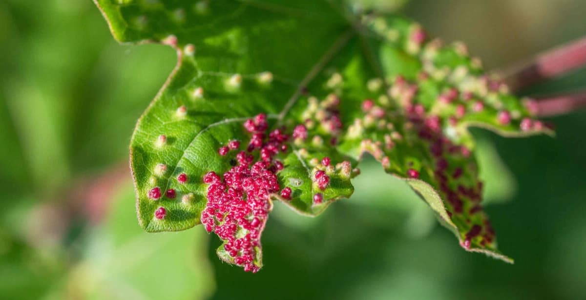 Bekämpfung der Gallmilben