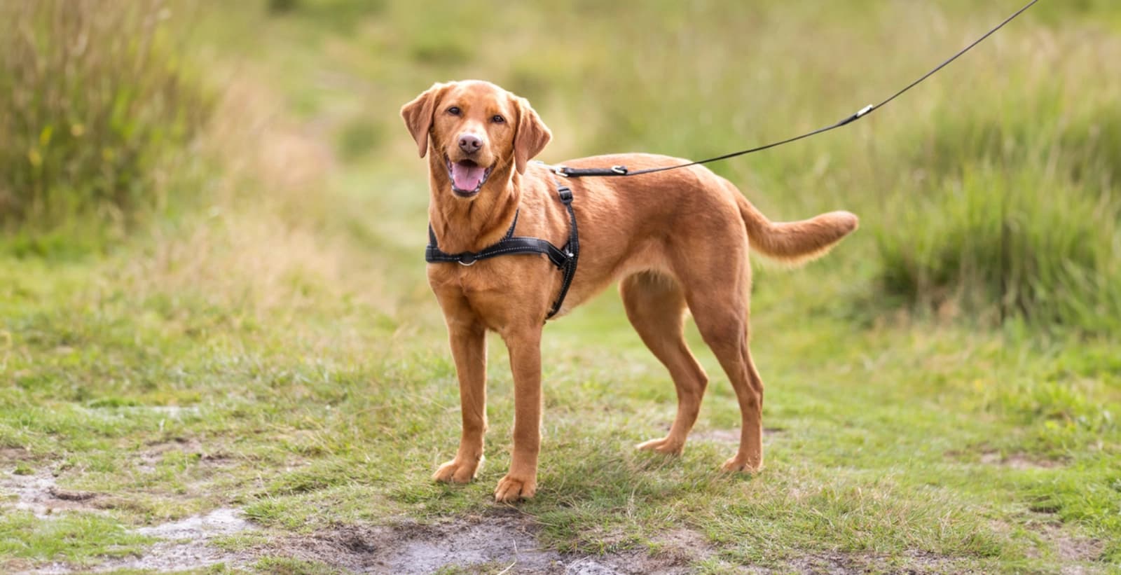 Halsband oder Brustgeschirr?