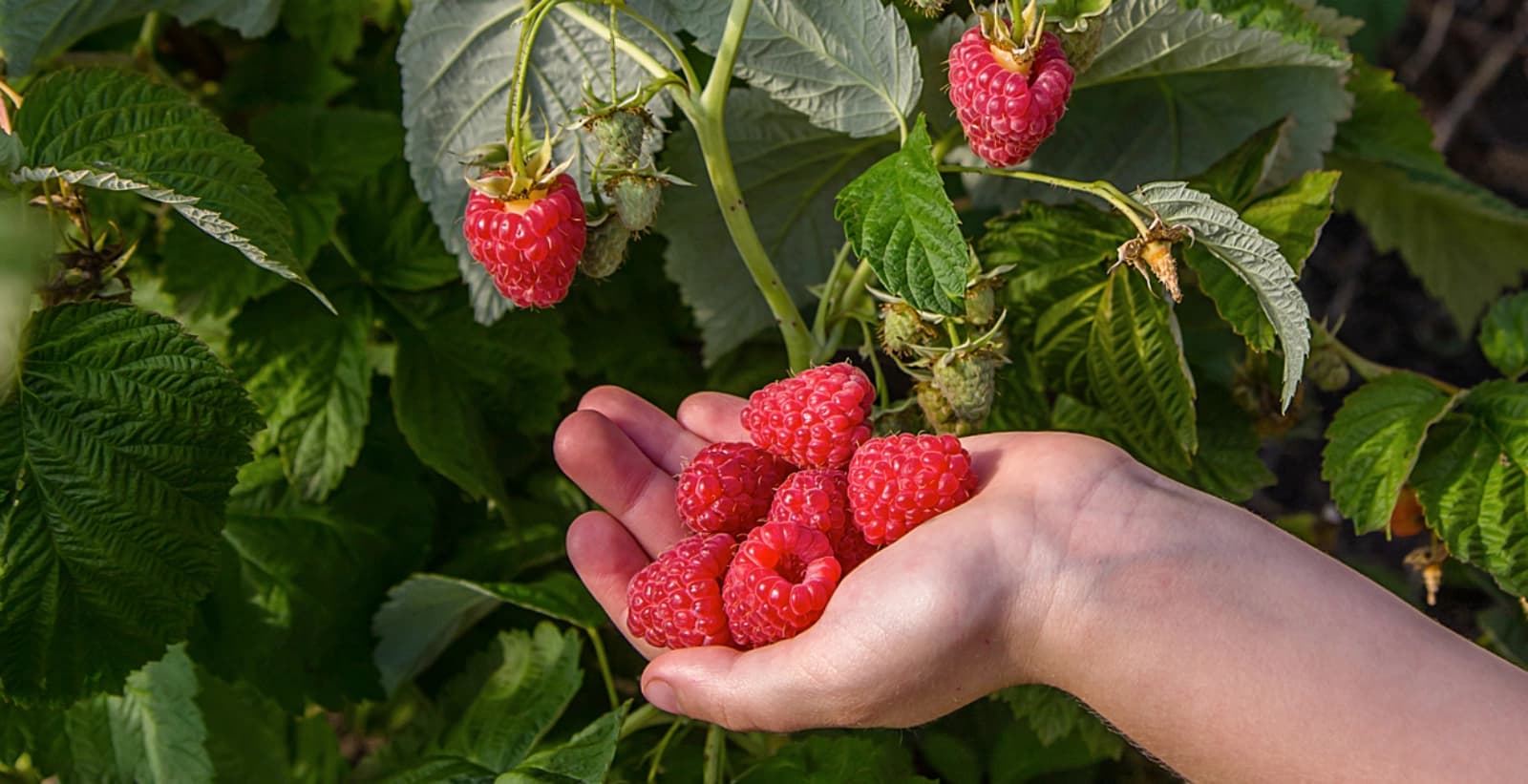 Himbeer-Vielfalt entdecken