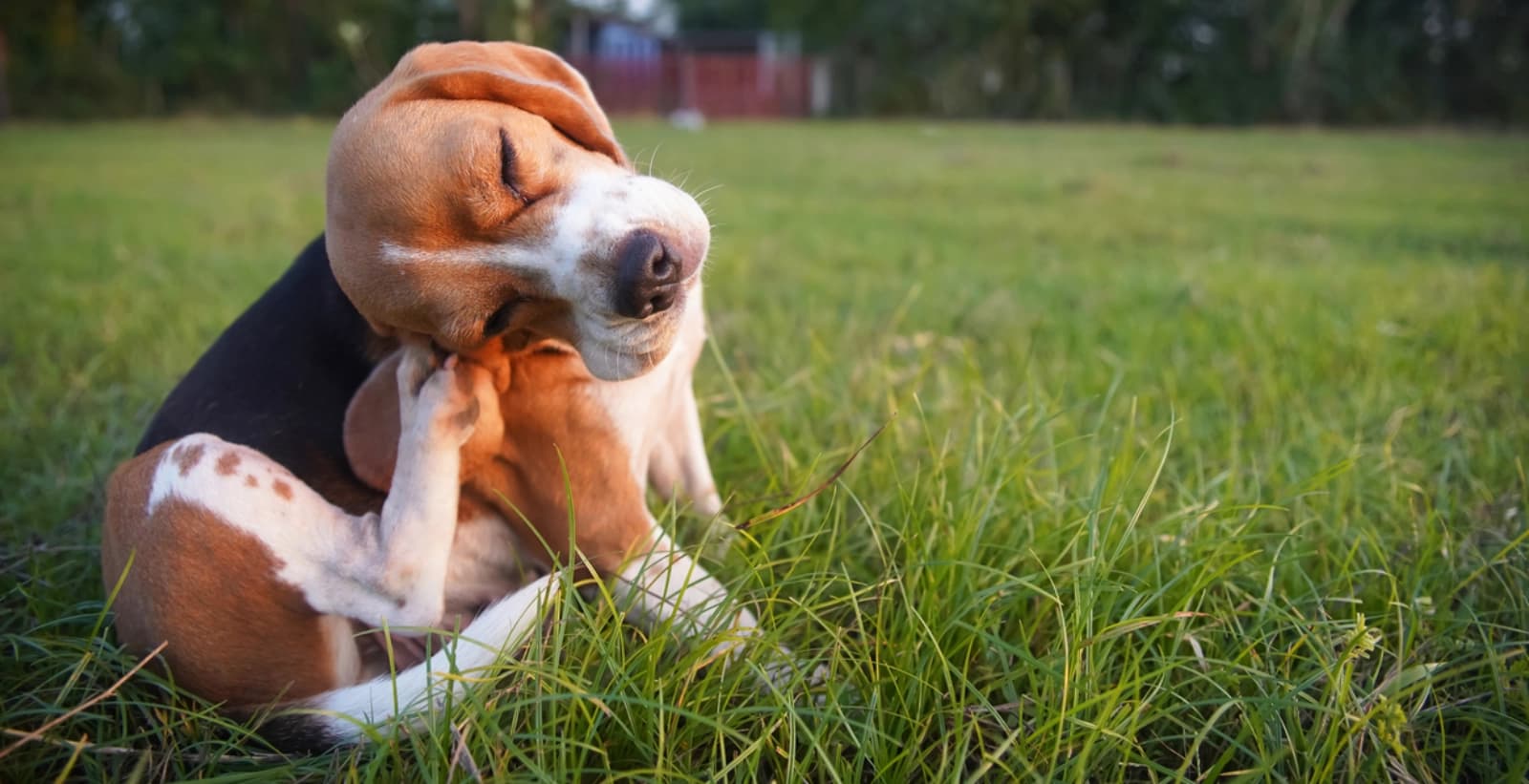 Zeckenalarm – so schützen Sie Ihr Haustier