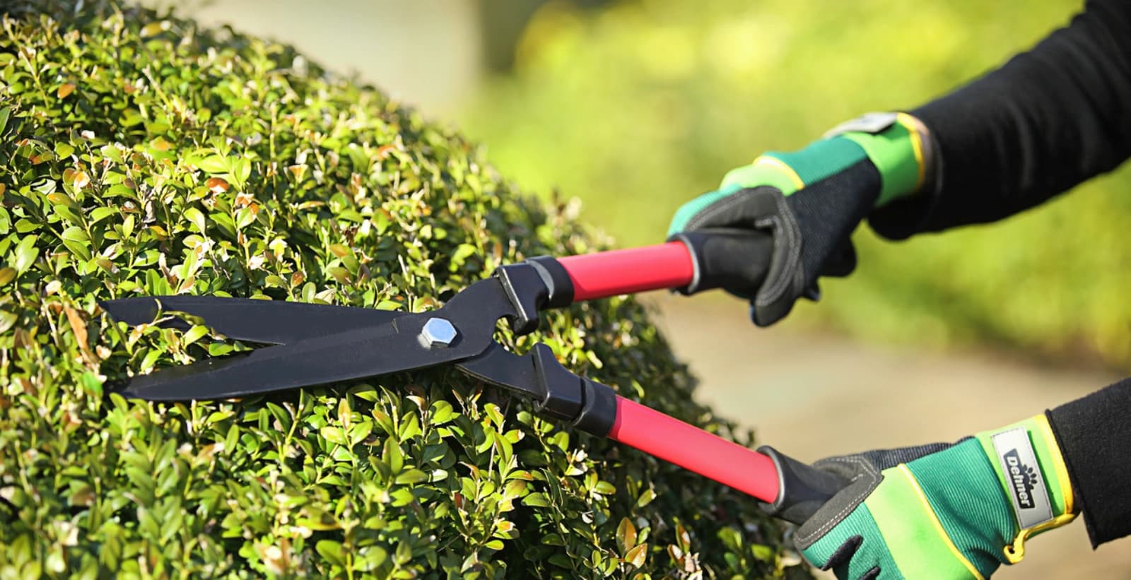 Buchs richtig schneiden