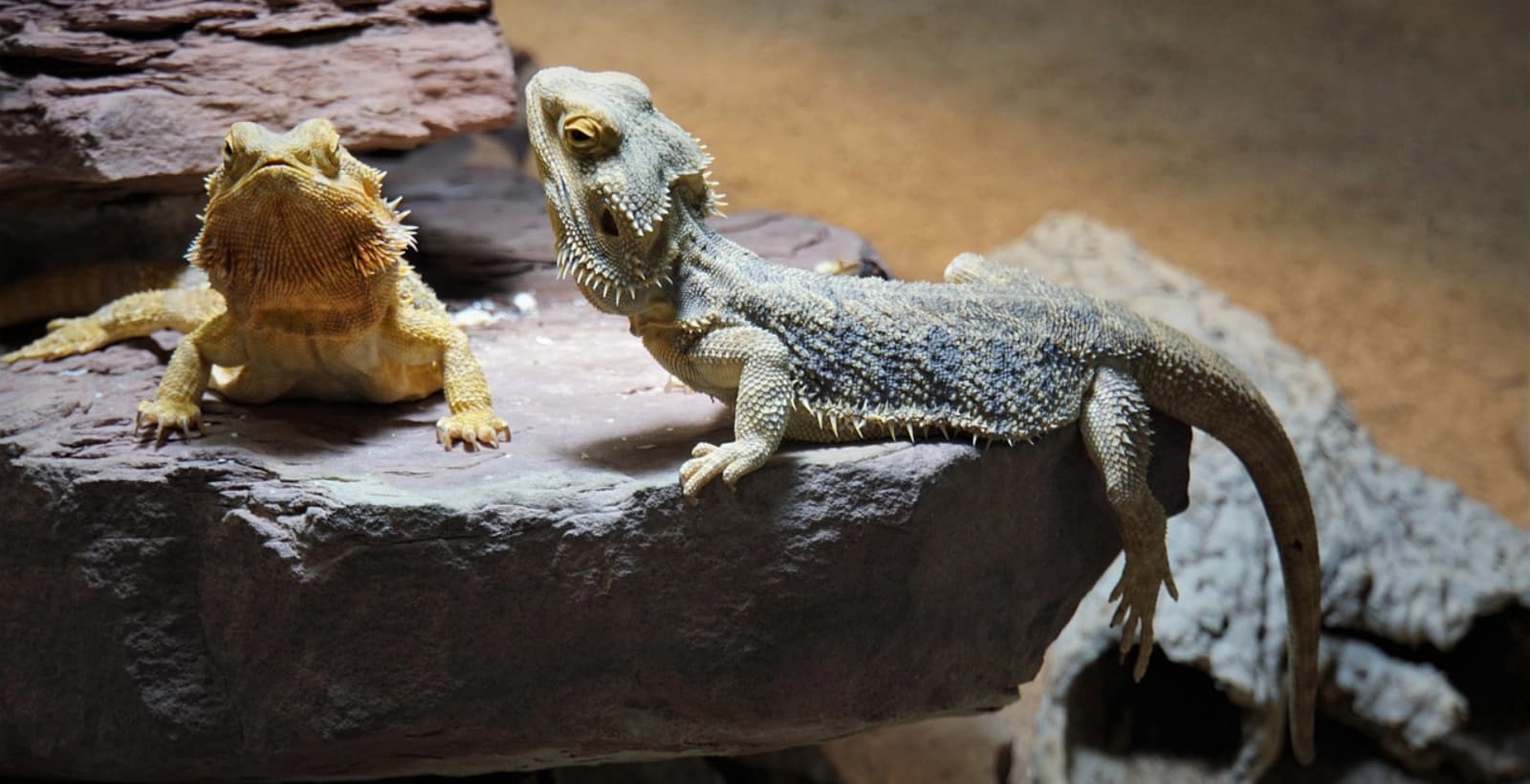 Exotische Mitbewohner