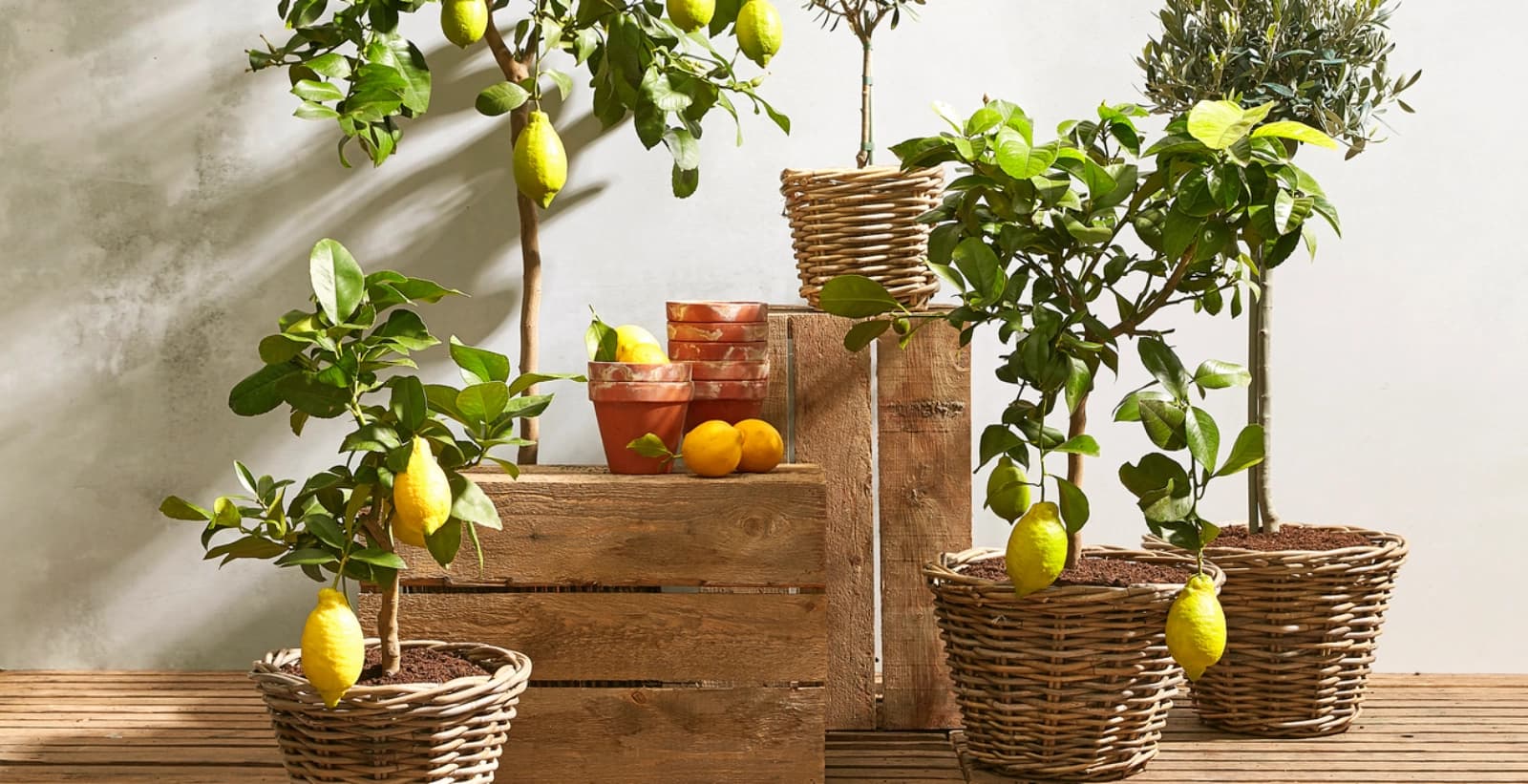 Die vielfälftige Welt der Zitronen