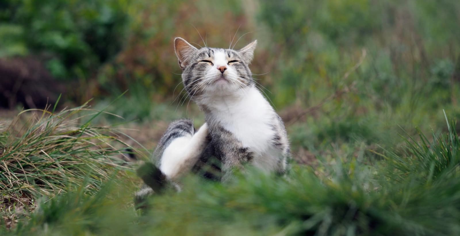 Parasitenkontrolle – wichtiger Schutz für drinnen & draußen