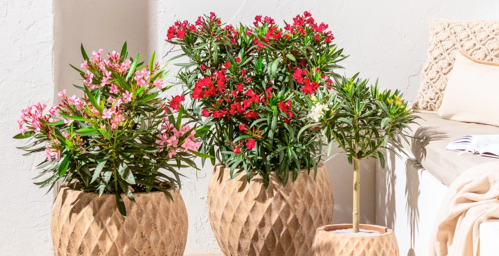 So schneiden Sie Ihren Oleander richtig