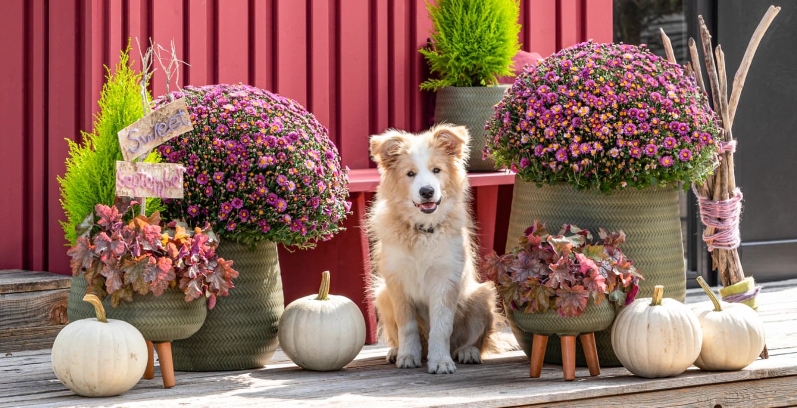 Wann blühen Chrysanthemen?