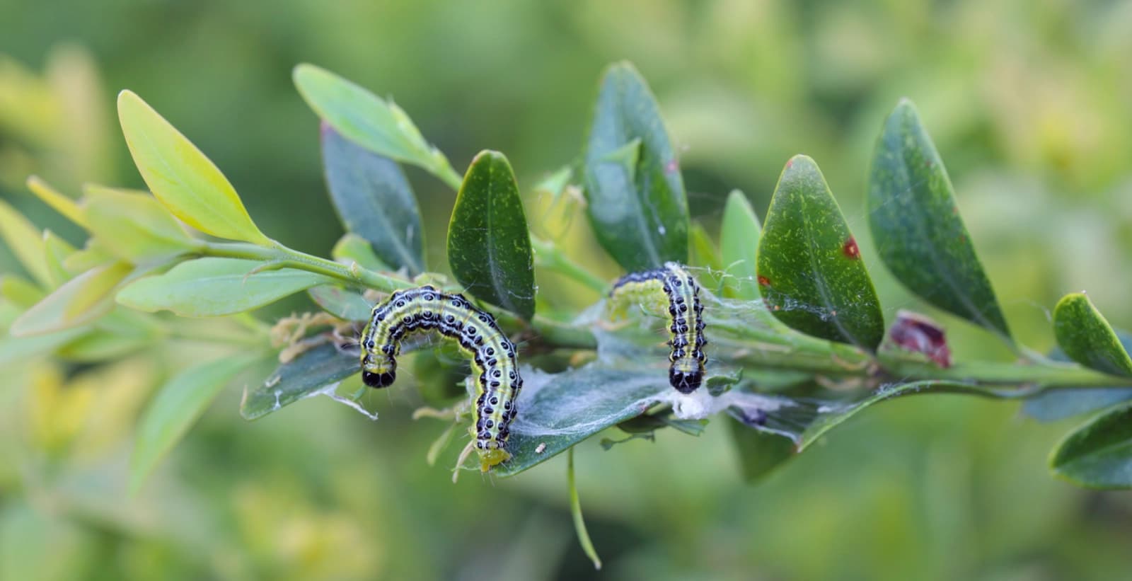 Biozide – wichtig zu wissen
