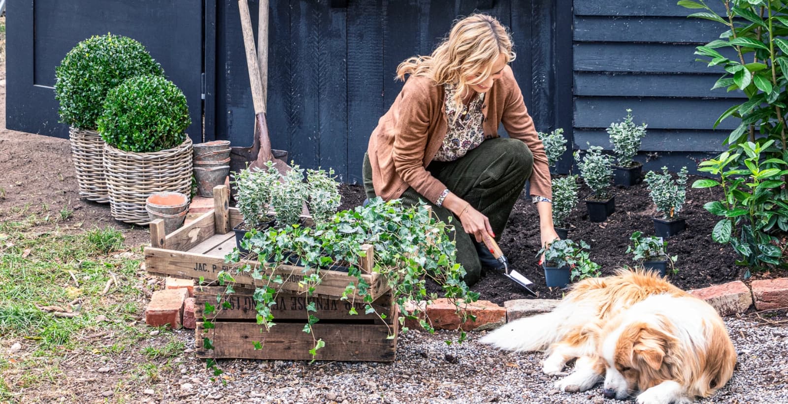 Immergrüne Strukturpflanzen