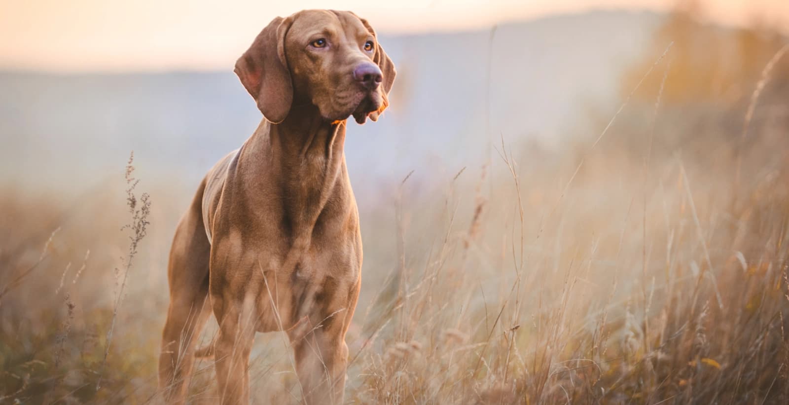 Aufmerksam und jagdbegeistert