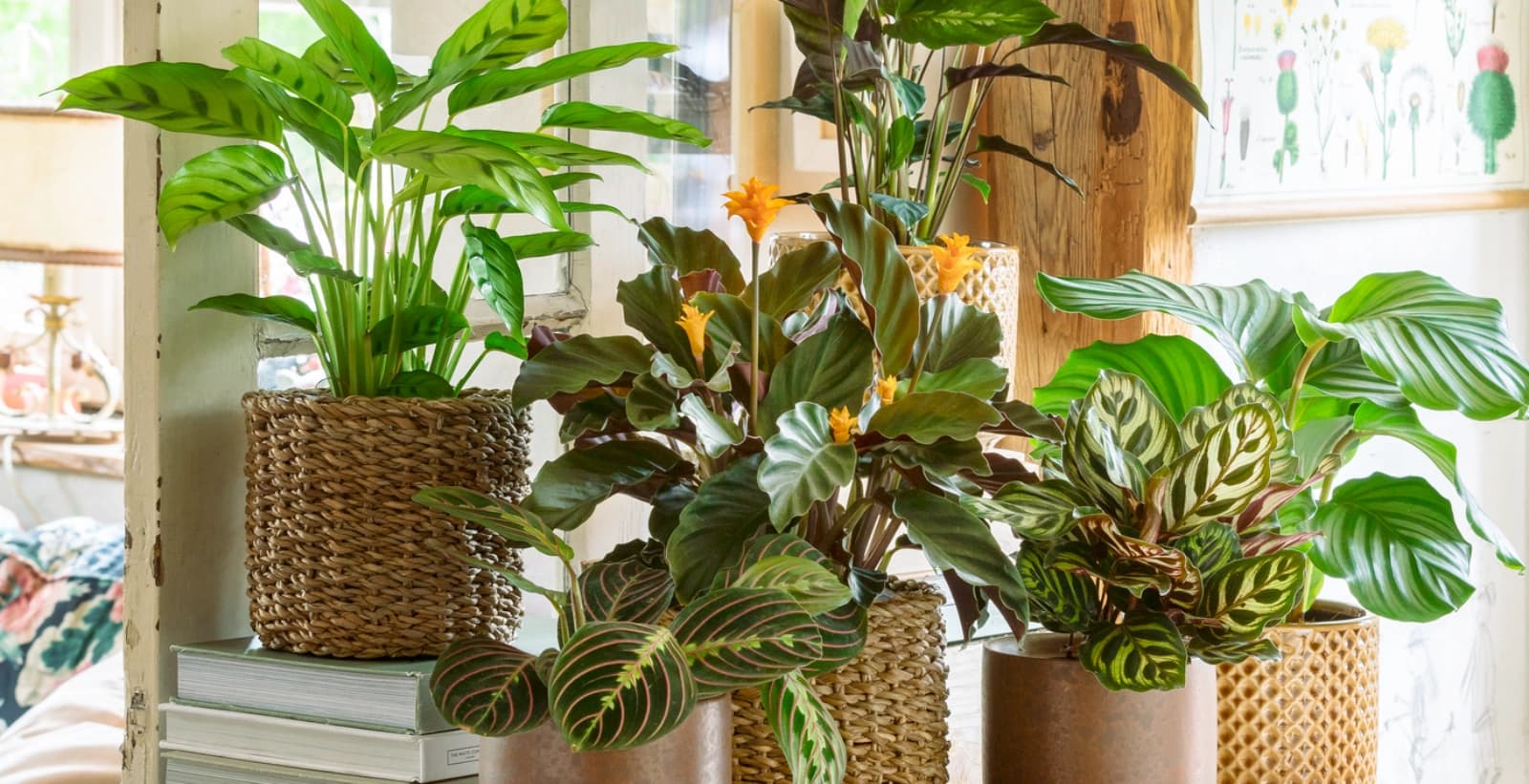 Bromelien in Kombination