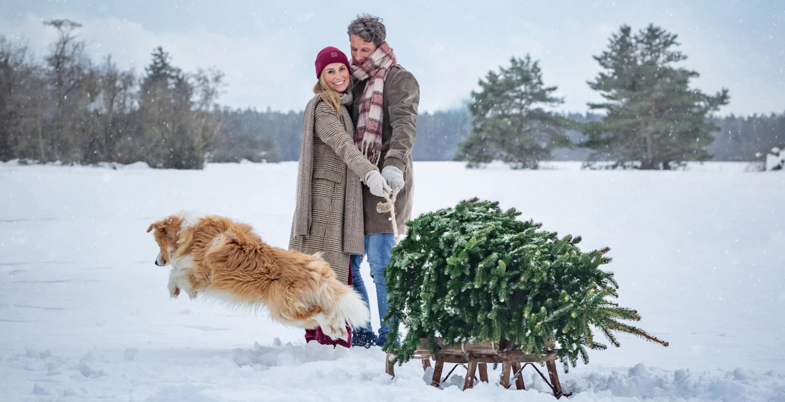 1. Kauf eines frischen Baums