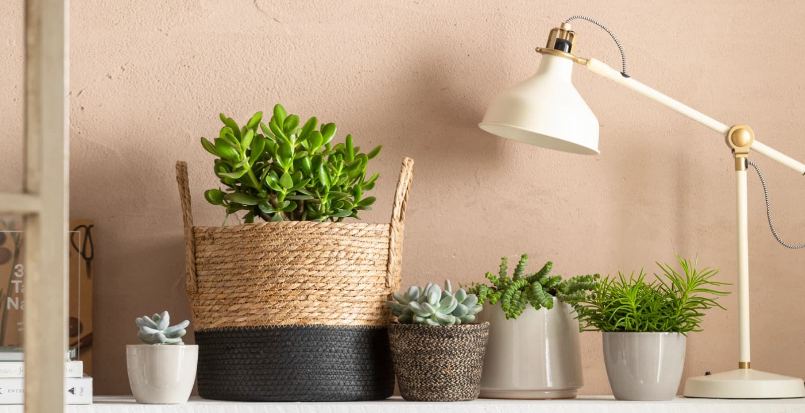 Ratgeber Zimmerpflanzen