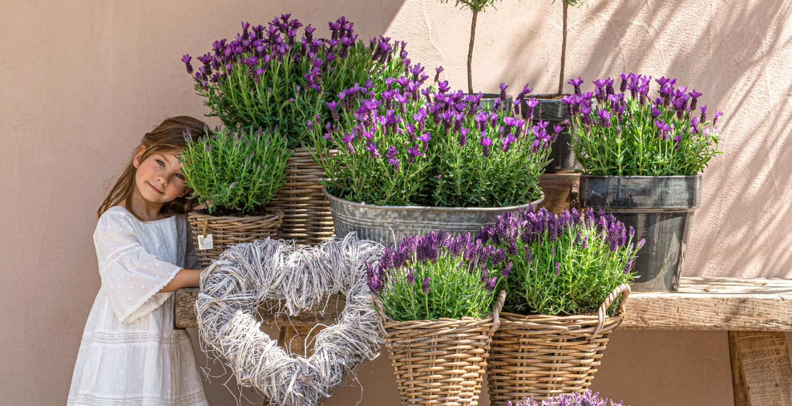 Lavendel pflanzen