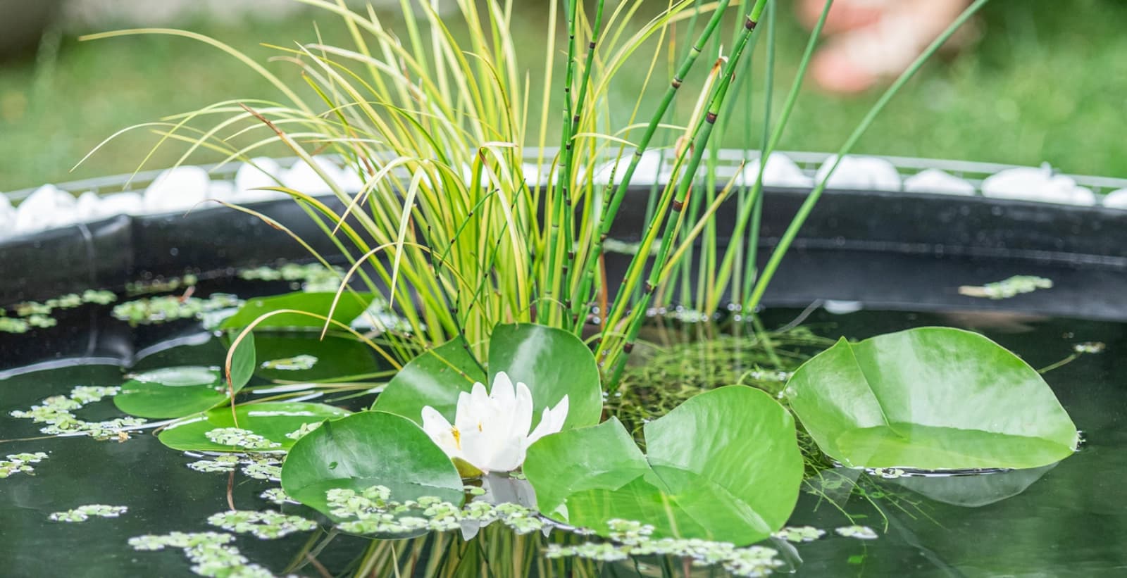 Tiere im Miniteich
