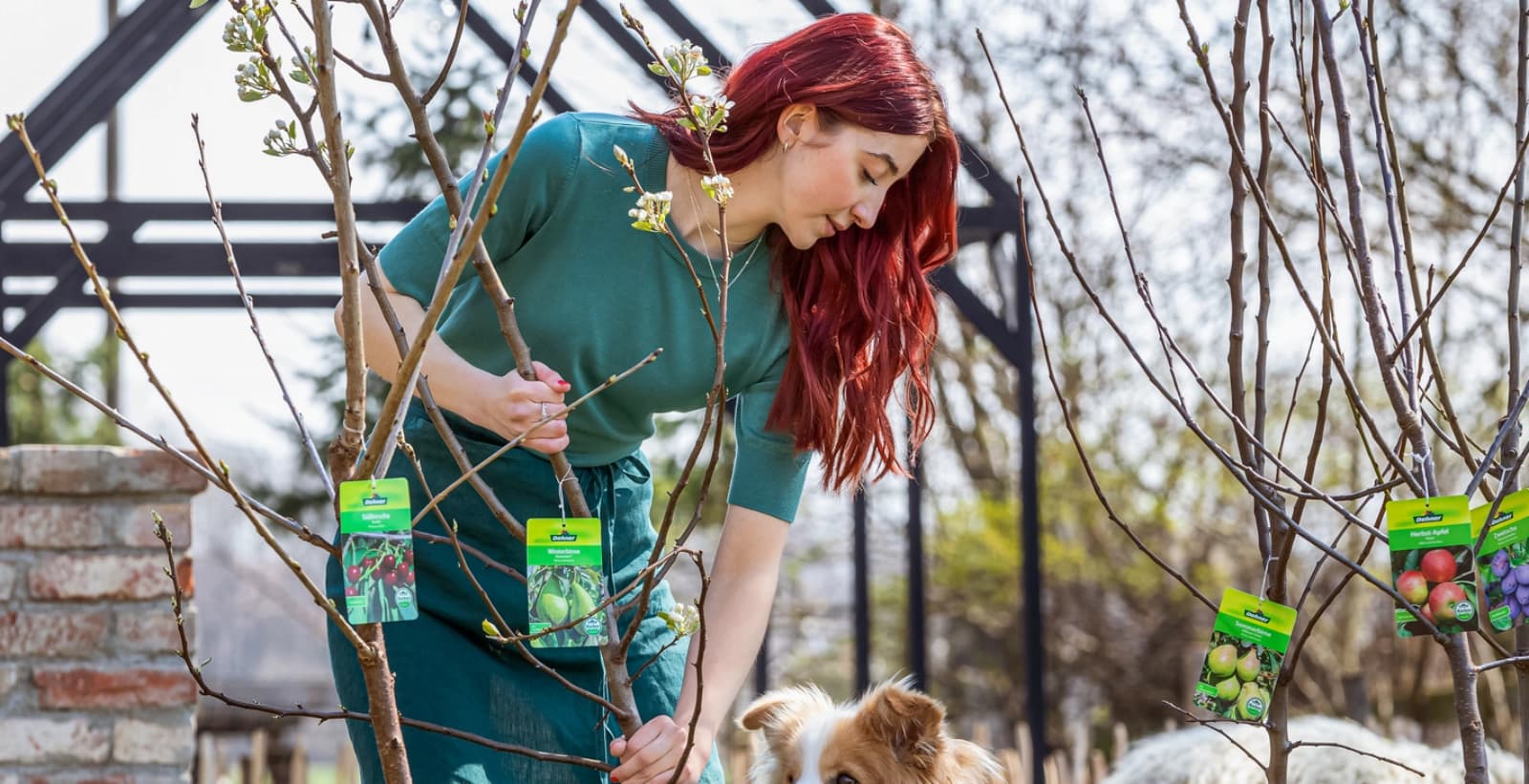 Standort für Apfelbäume