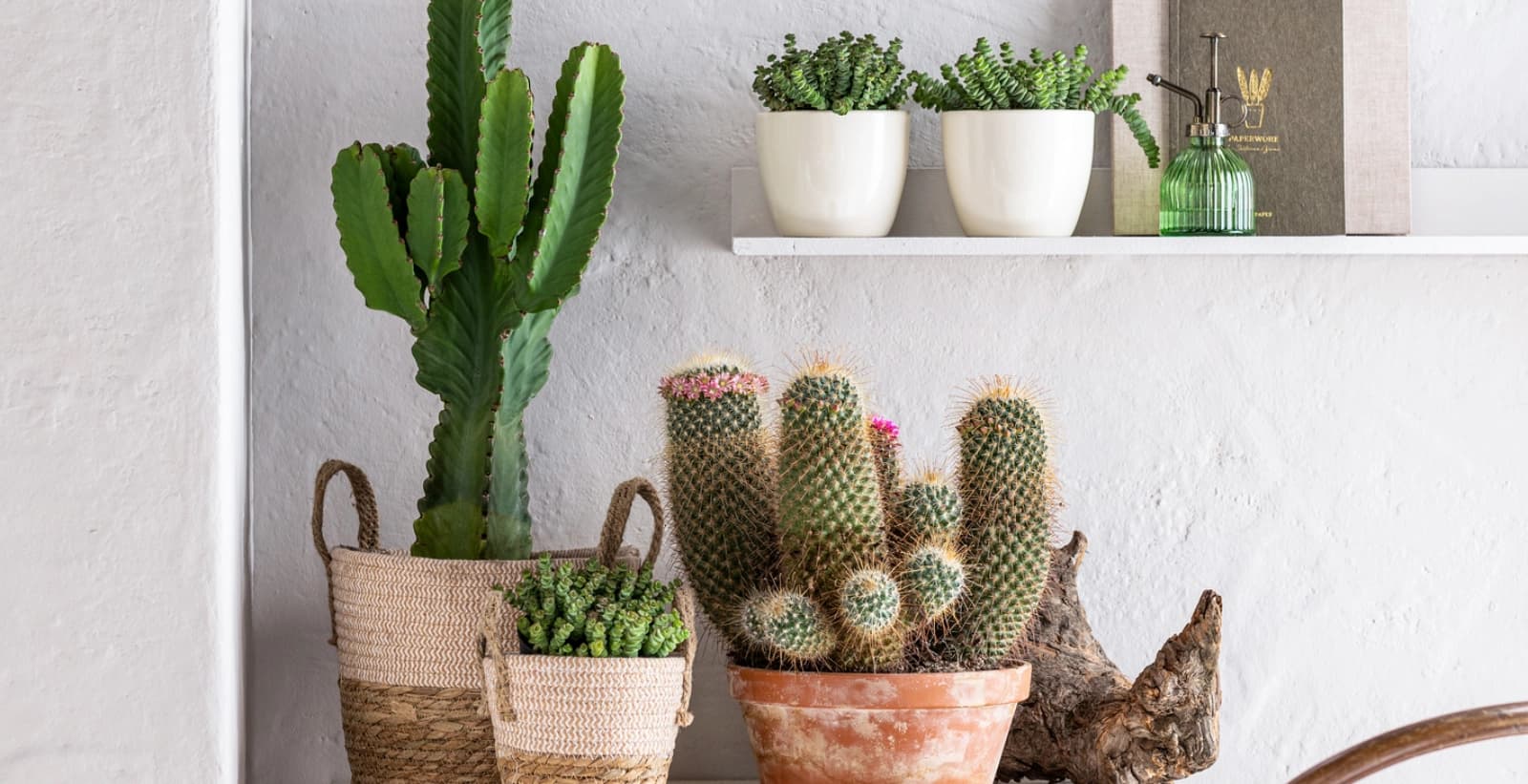 Schöner Blickfang im Topf