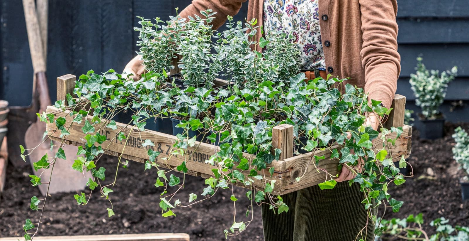 Funkien als Bodendecker