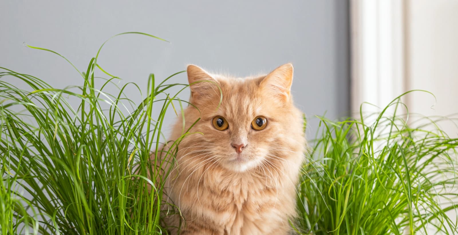 Haarballen vorbeugen