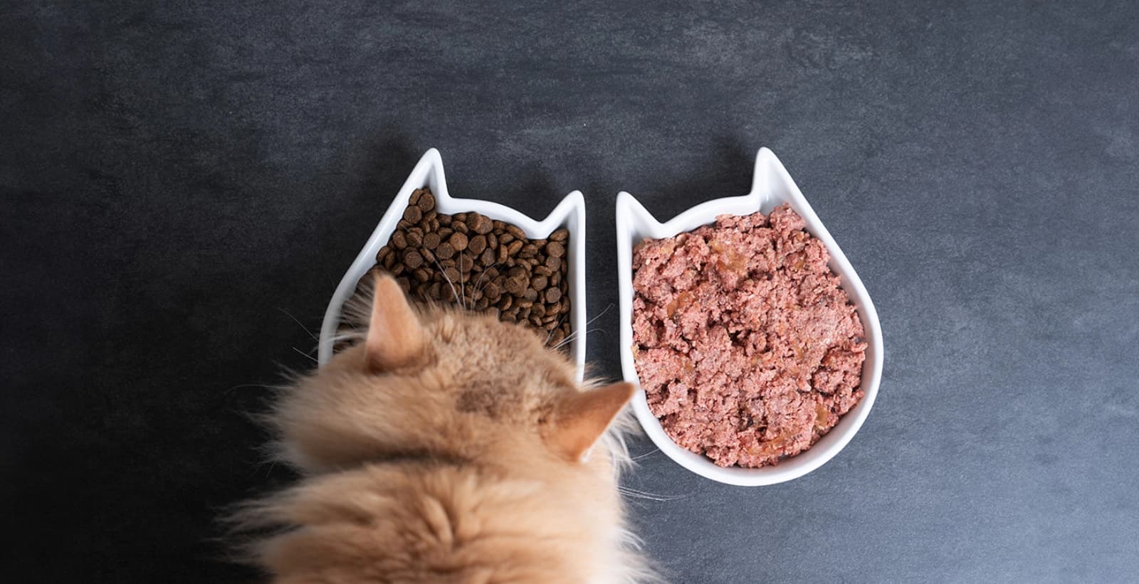Worauf kommt es beim Katzenfutter an?