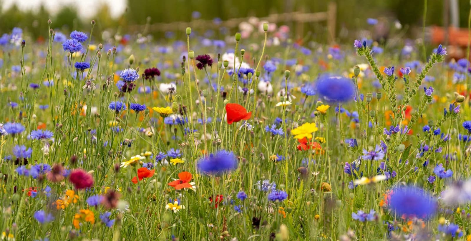 Wildblumenwiese statt Englischem Rasen