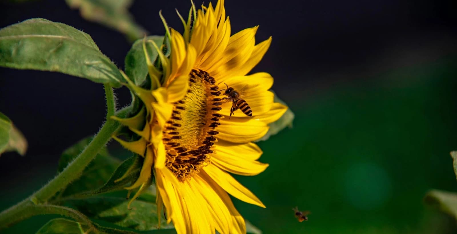 Ratgeber Bienengarten