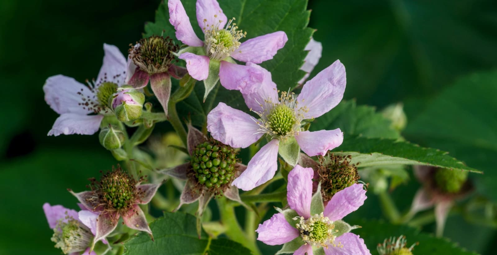 Ein Paradies für Bienen