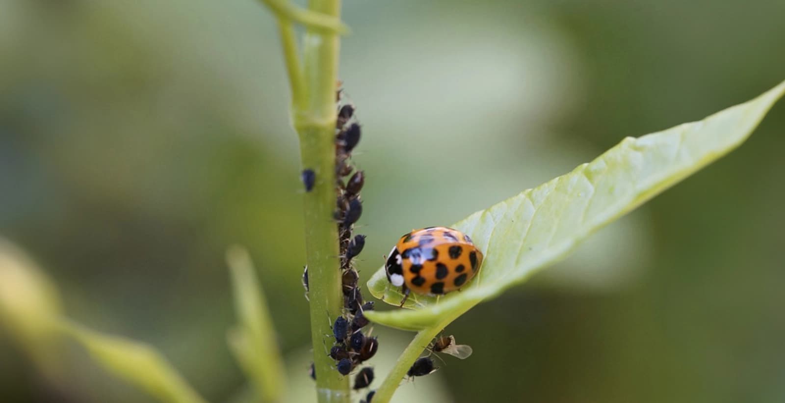 Bekämpfung der Blattläuse