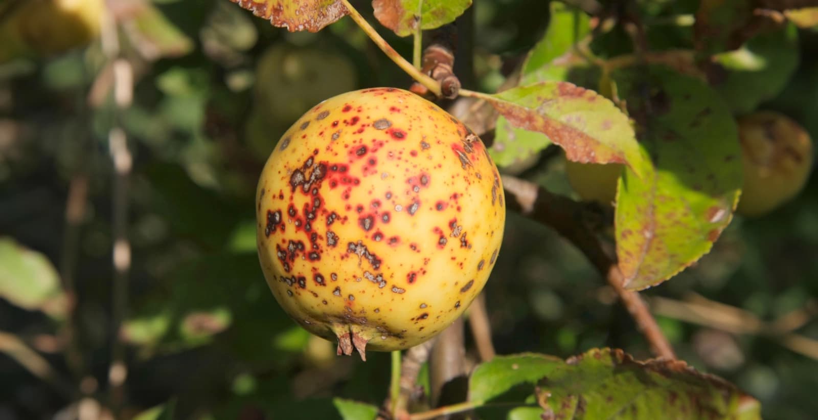 Bekämpfung des Apfelschorfs