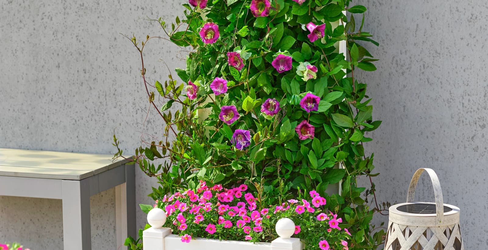 Natürlicher Sichtschutz mit Rankpflanzen