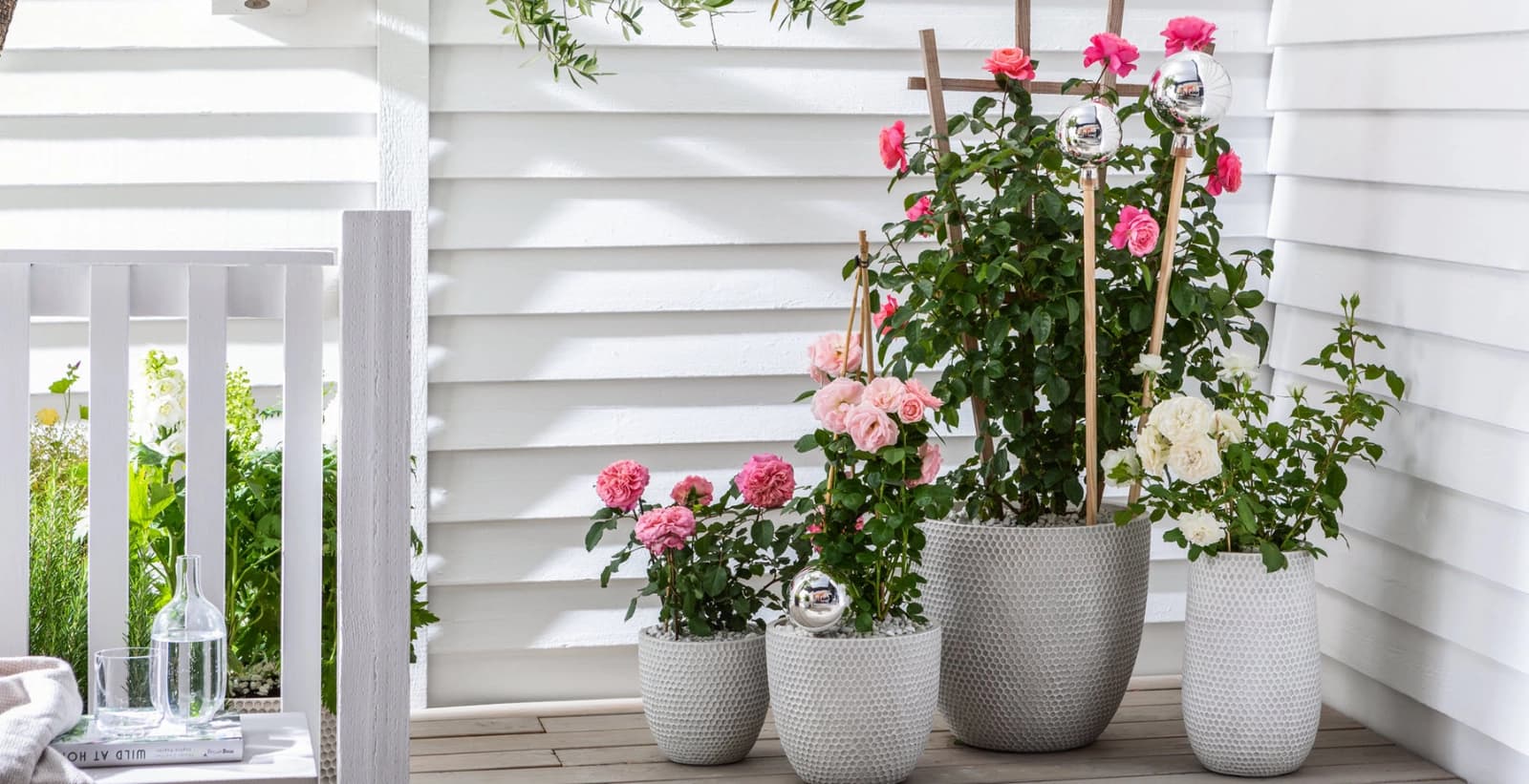 Rosen im Pflanzgefäß