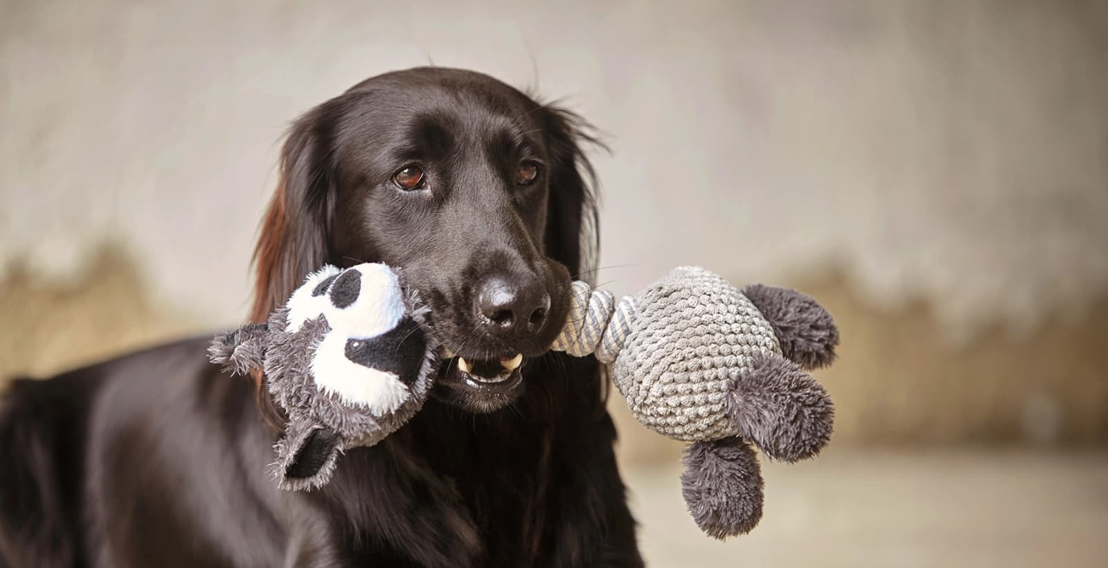 10 % auf Hundespielzeug der Marken Dehner Lieblinge & Dehner Wild Nature