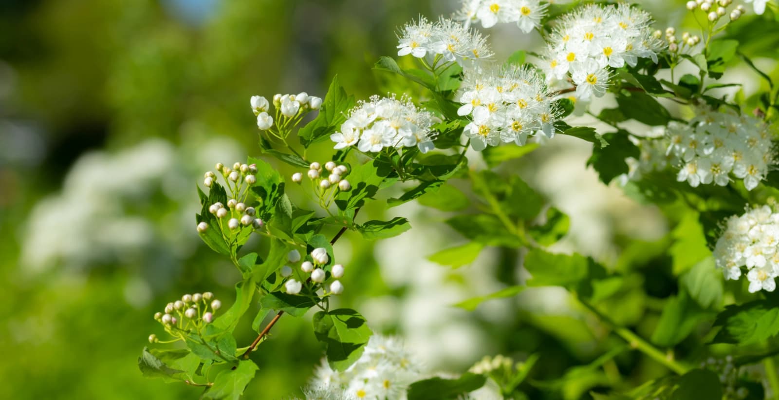 Verwendung der Spiere