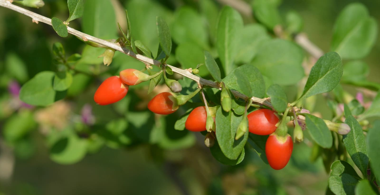 10. Goji