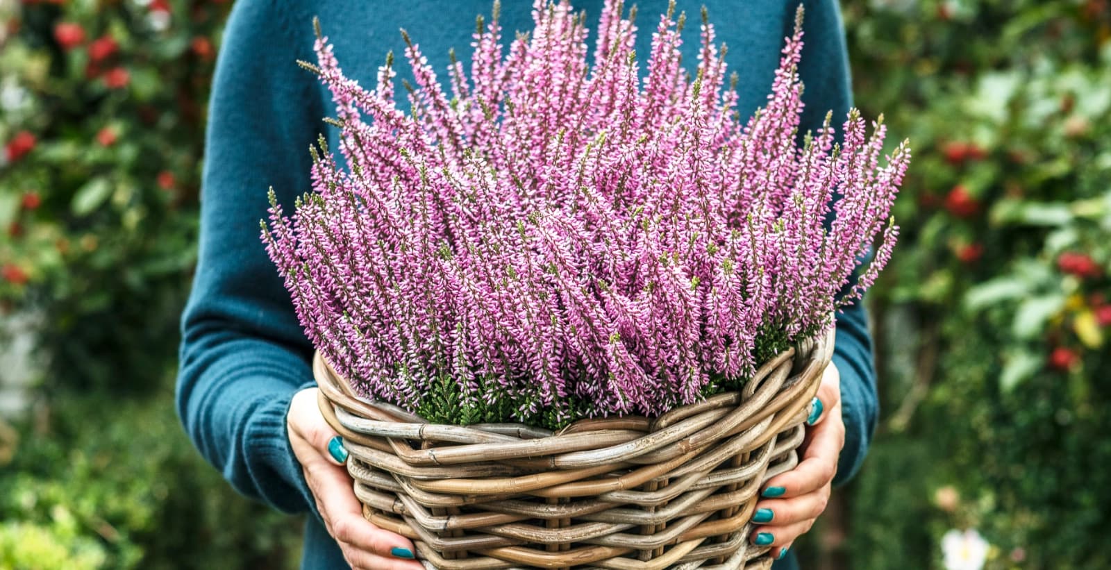 Winterschutz für Heidekräuter