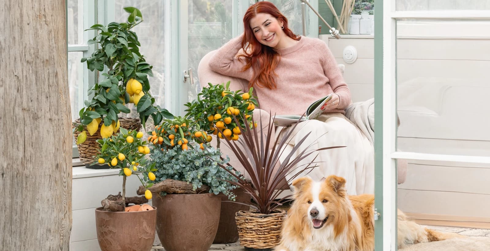 Kübelpflanzen überwintern