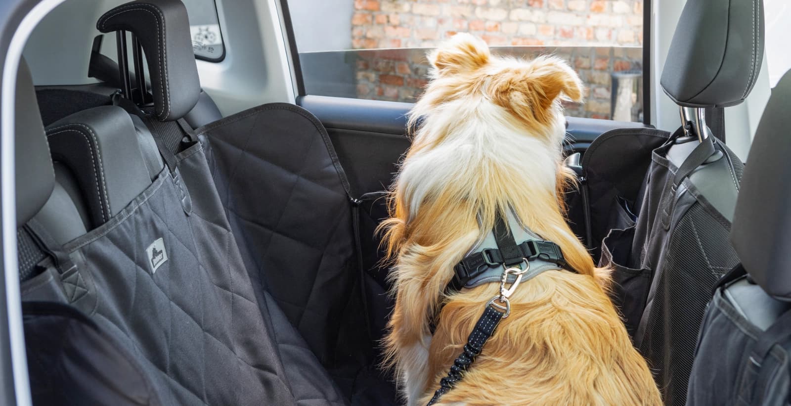 Ratgeber Verreisen mit Hund