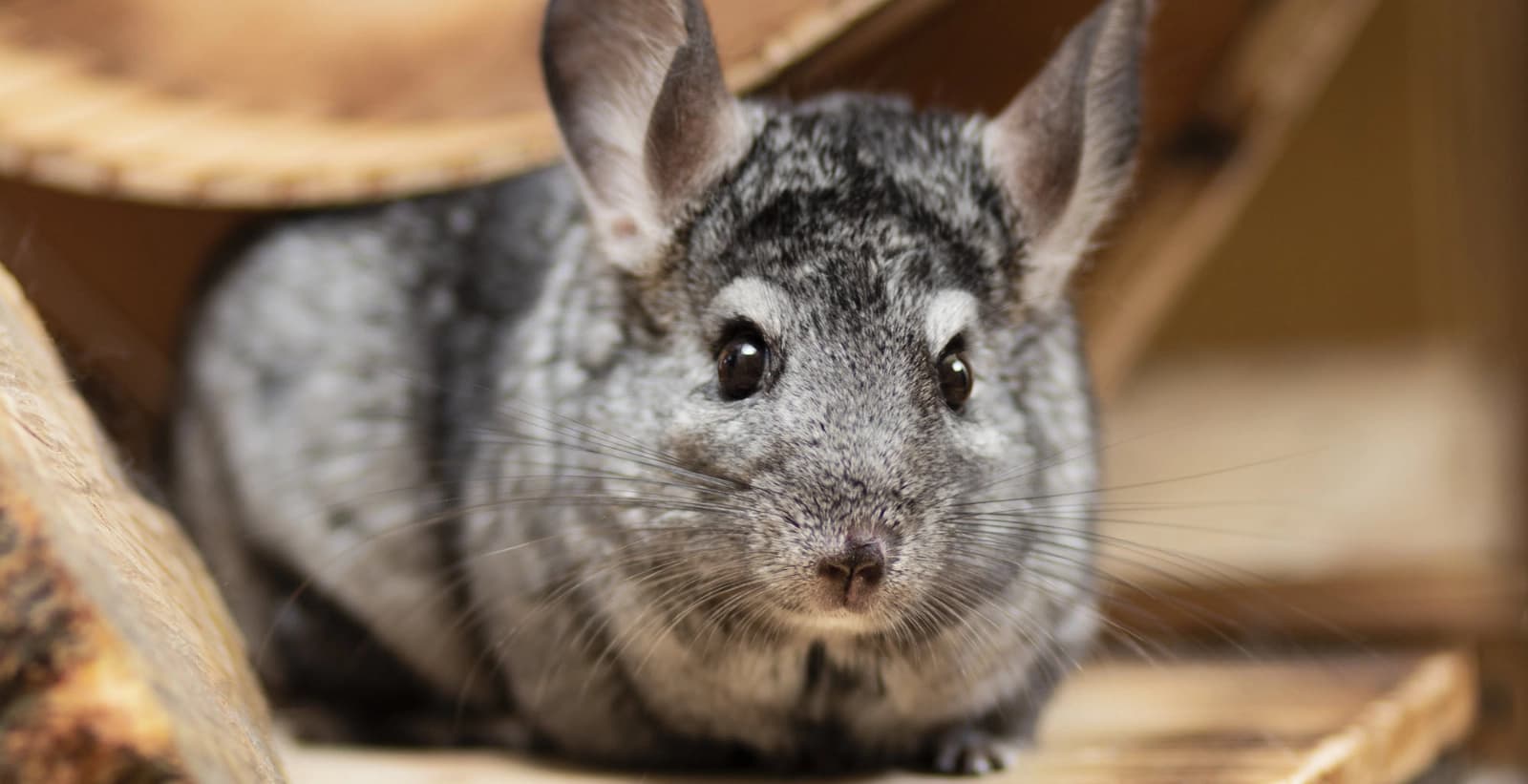 Chinchillas aktiv und glücklich halten
