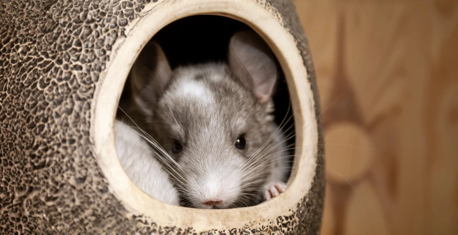 Finden Sie das ideale Zuhause für Ihre Chinchillas