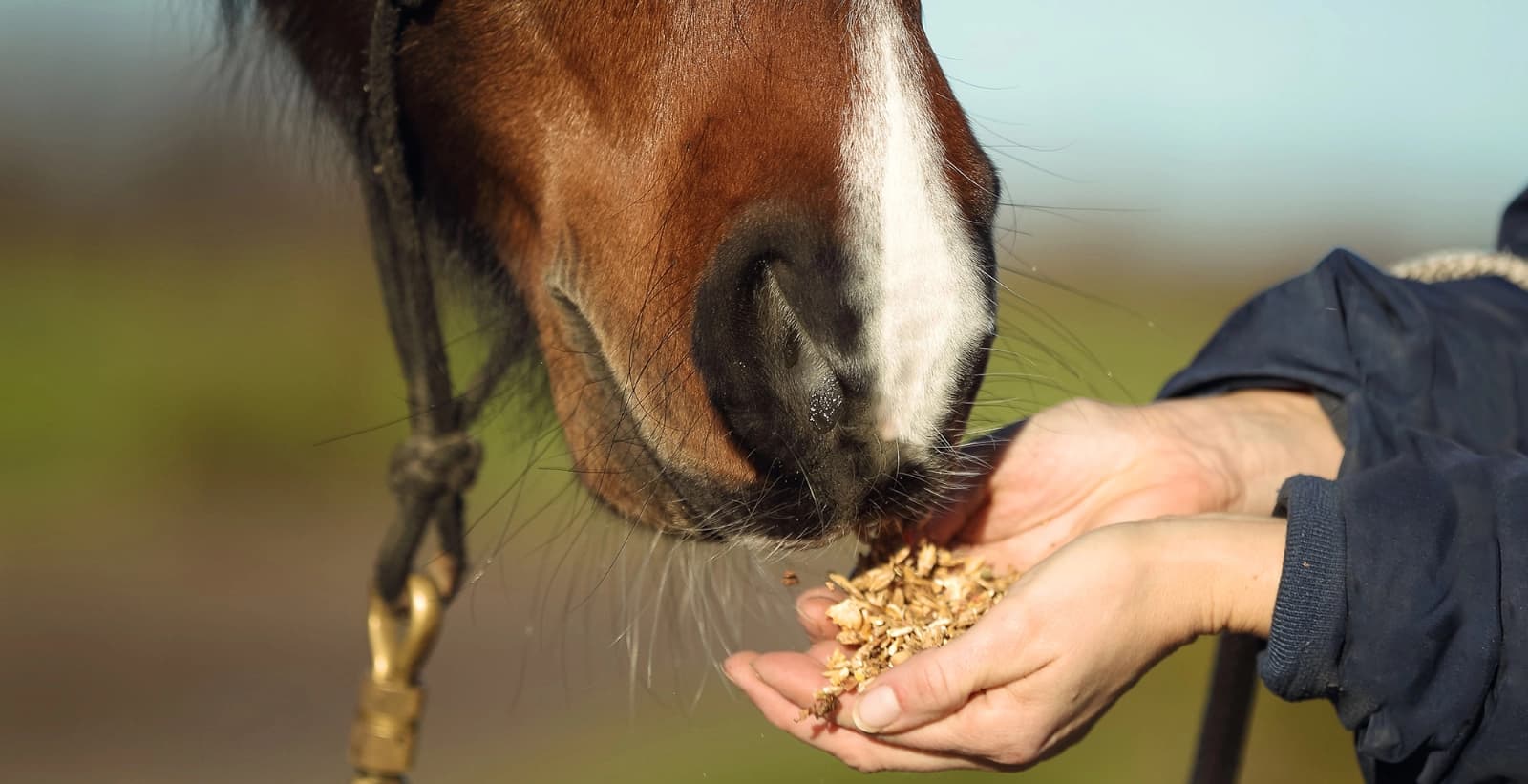 Leckerlies richtig füttern