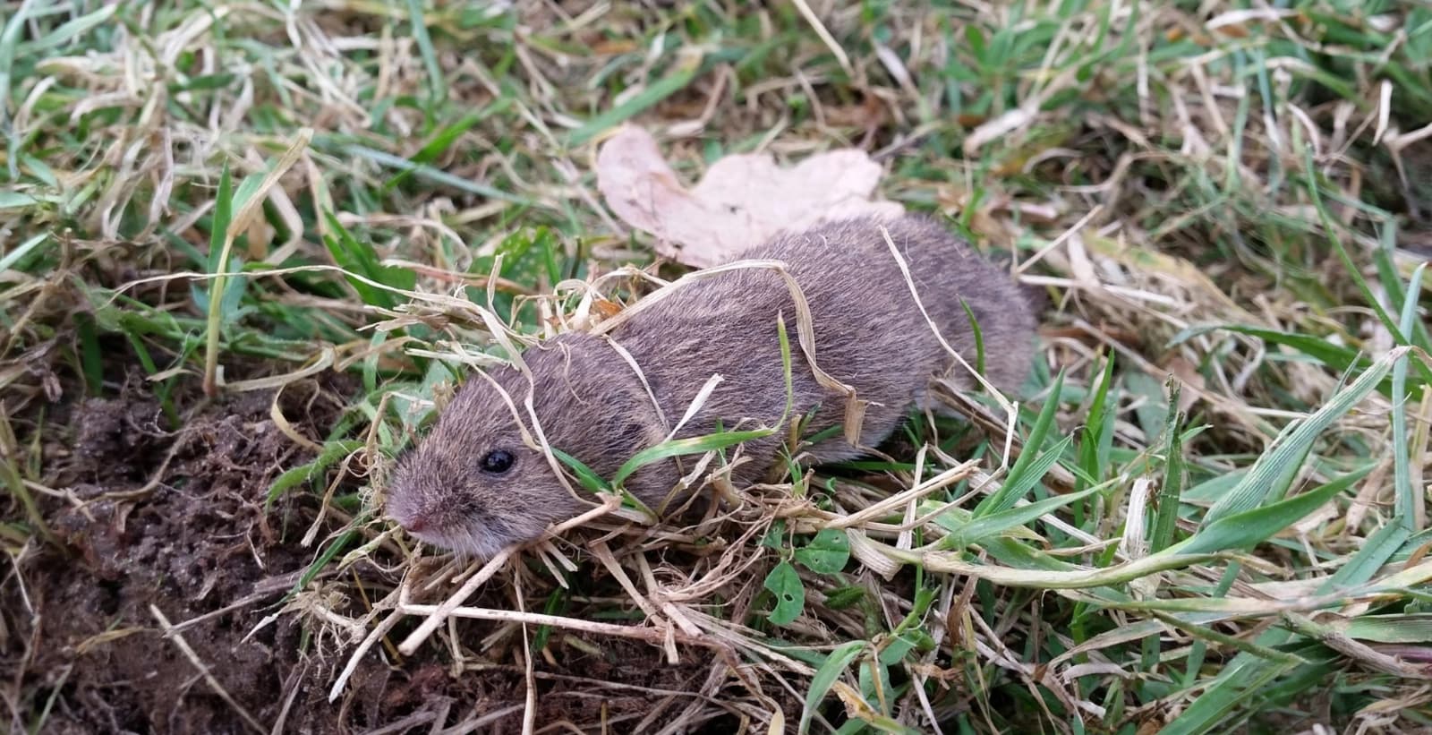 Bekämpfung der Wühlmäuse