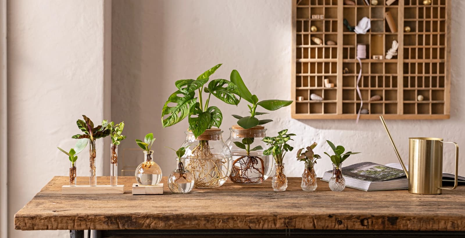 Wasserpflanzen – auch ein Trend und Eyecatcher