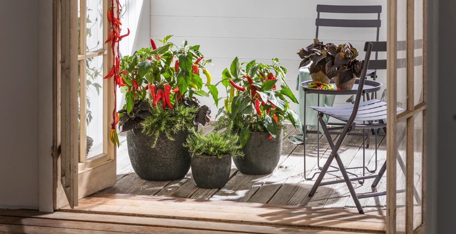 Selber aussäen oder Pflanzen zukaufen