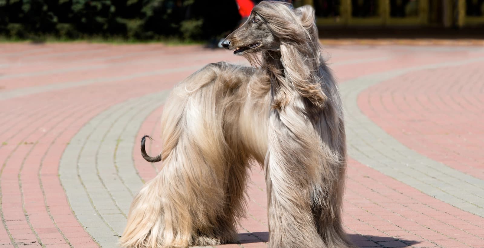 Schnell & ausdauernd